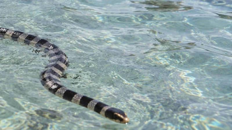 Animaux redoutables des Fidji : ce que les voyageurs doivent savoir
