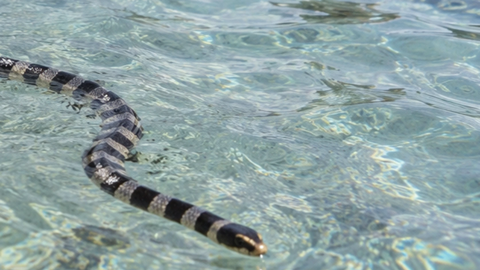 Animaux redoutables des Fidji : ce que les voyageurs doivent savoir