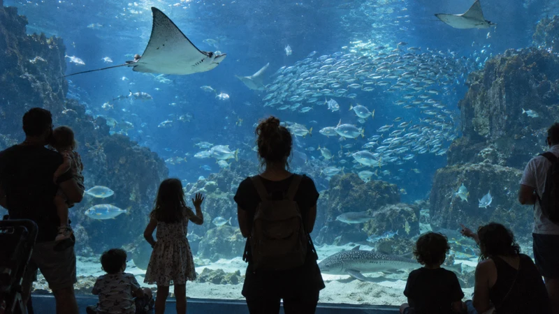Découvrir l’univers marin exceptionnel de Planet Ocean Montpellier