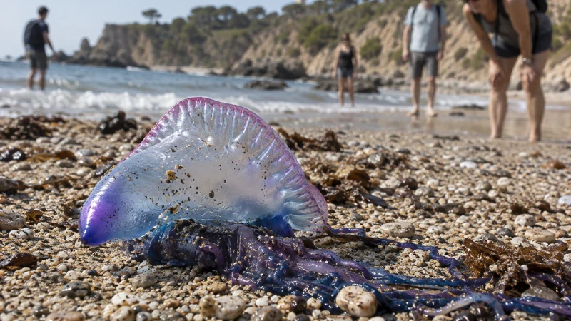 La galère portugaise : tout ce qu’il faut savoir sur cette fausse méduse de Méditerranée