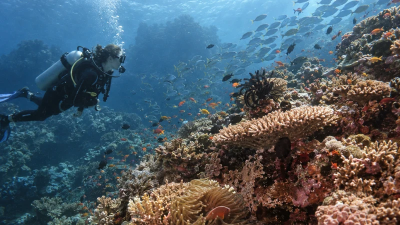 Plongée à Raja Ampat : explorez les trésors sous-marins de Papua Barat