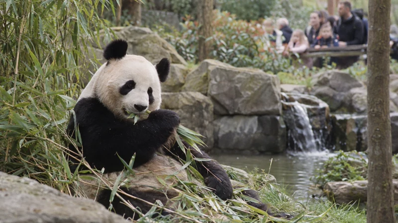 Visiter le ZooParc de Beauval : durée et tarifs pour découvrir les animaux