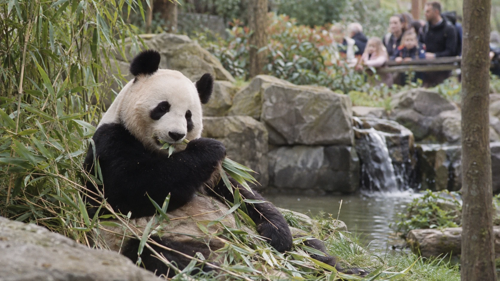 Visiter le ZooParc de Beauval : durée et tarifs pour découvrir les animaux