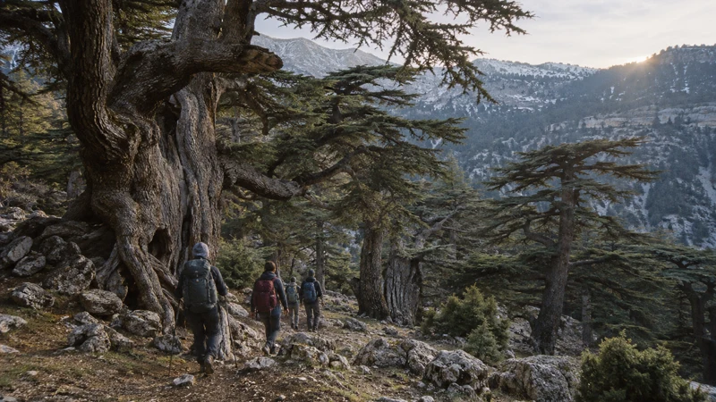 Voyage au Liban : explorer les cèdres majestueux de Barouk