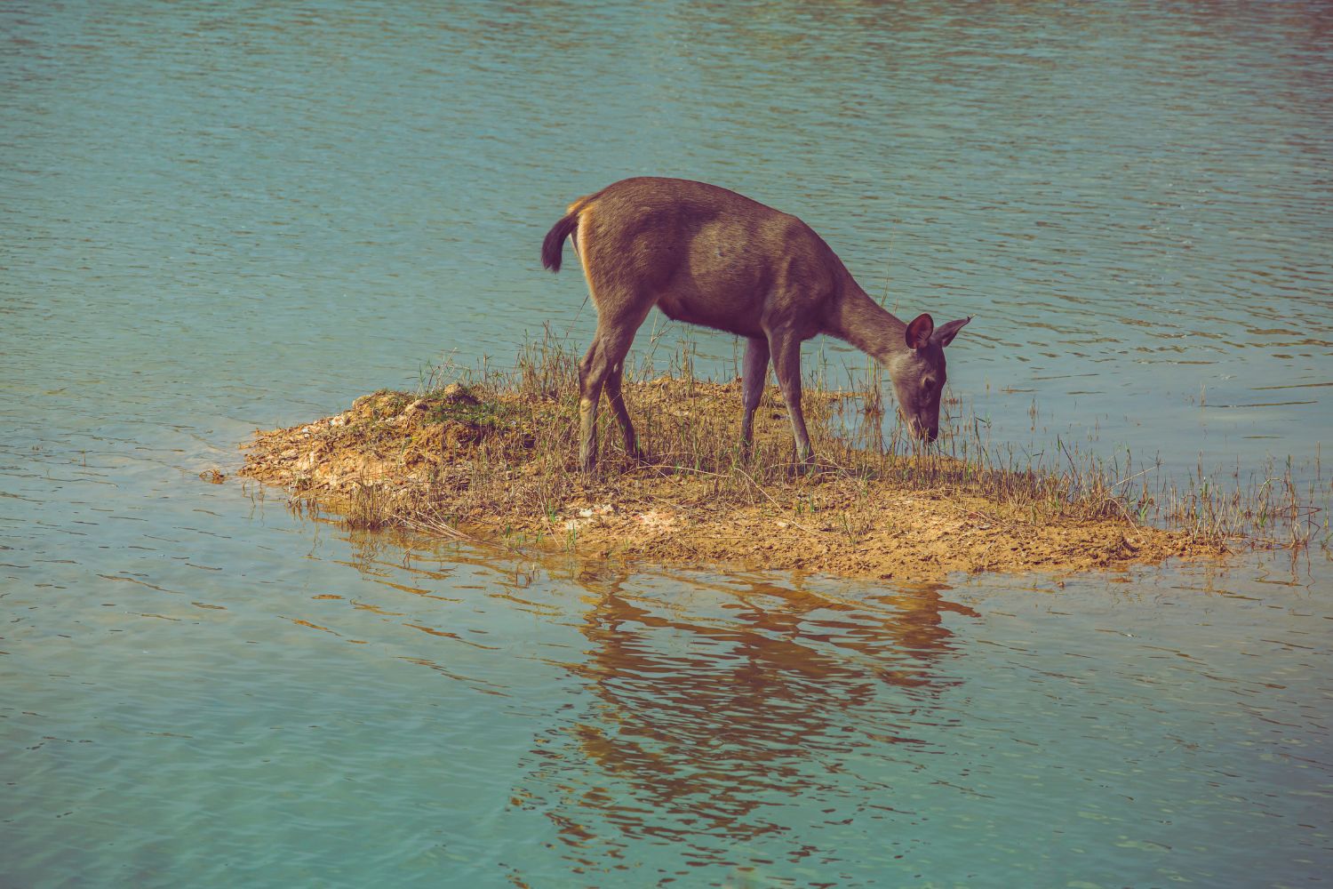 Une vue apaisante sur un lac entouré de verdure au Centre Parcs Le Bois aux Daims, un lieu de détente et de tranquillité en pleine nature.