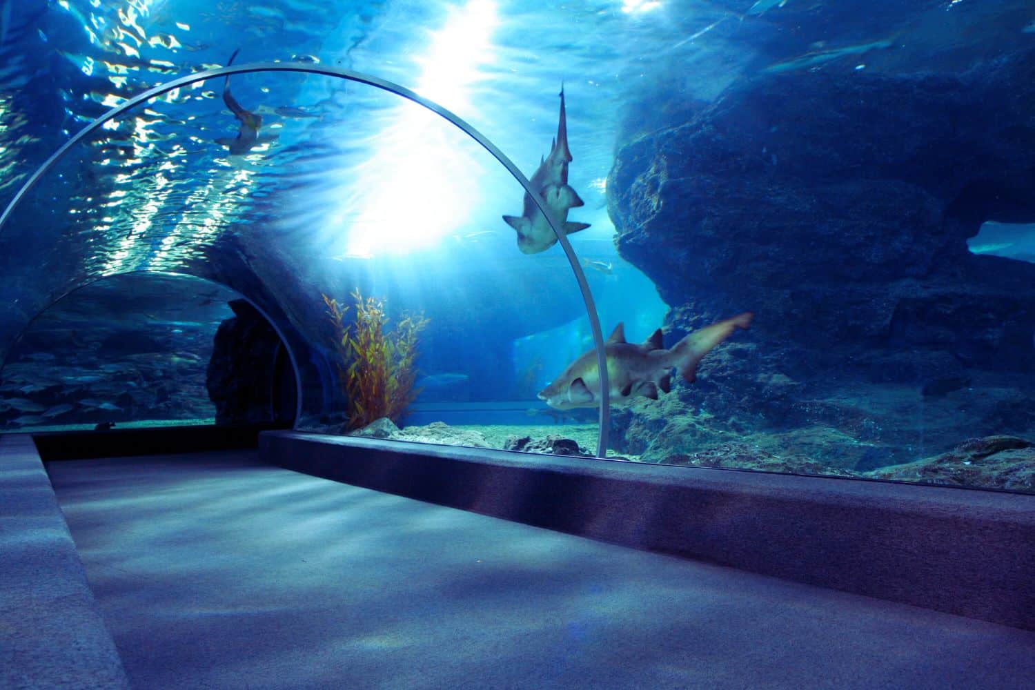 Plongez au cœur de l'univers marin fascinant de Planet Ocean Montpellier, où la biodiversité marine est à l'honneur. Découvrez des espèces extraordinaires et des écosystèmes uniques dans un cadre spectaculaire. Une expérience inoubliable pour les amoureux de la mer et de la nature.