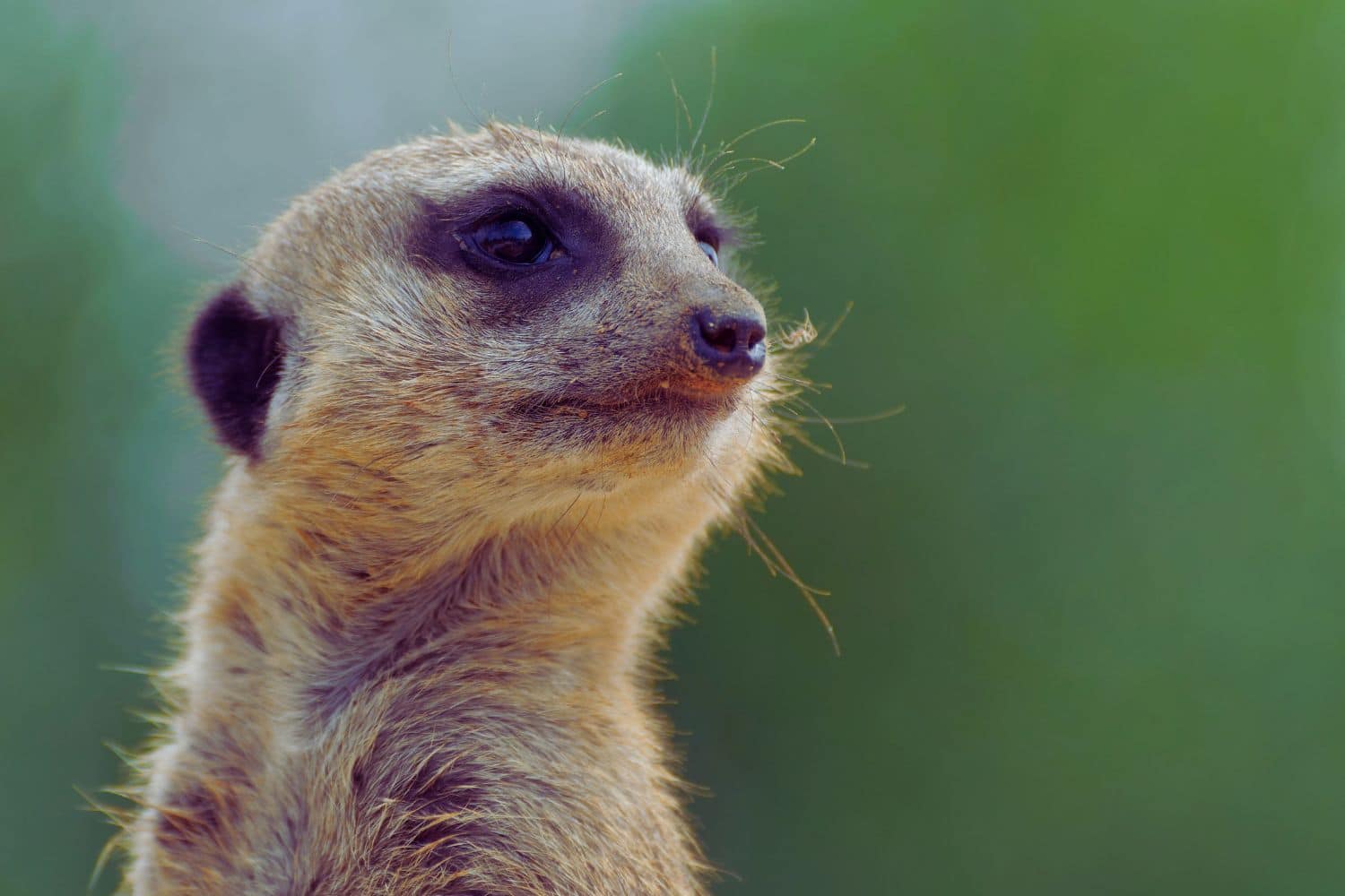 Une famille observe un groupe de singes jouant dans les arbres au ZooParc de Beauval, tandis qu'un guide explique les différentes espèces animales présentes dans le parc.