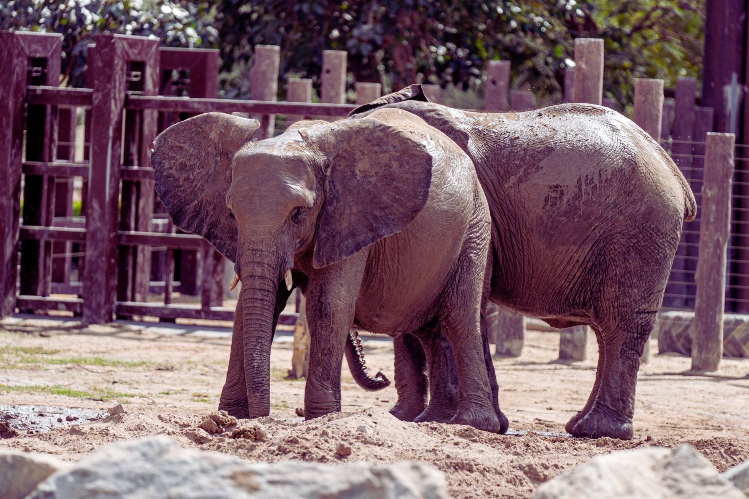 Découvrez la diversité des animaux à observer dans les zoos et aquariums en Île-de-France. Une expérience fascinante pour petits et grands à ne pas manquer !